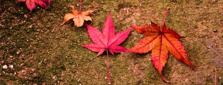 観光バスで紅葉狩りを楽しもう！